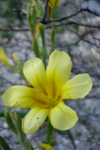 Moraea ochroleuca colours and words